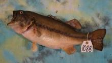 Brand New 20" Real Skin 5Lbs. Largemouth Bass Taxidermy Fish Mount