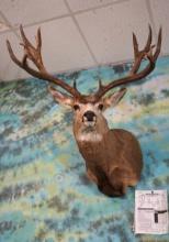 242 4/8"gross & 229 1/8"net Non-typical Record Class Mule Deer Shoulder Taxidermy Mount