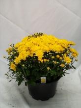 LIVE 9” Potted Floral Arrangement