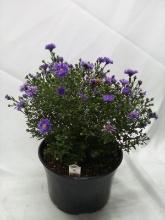 LIVE 9” Potted Floral Arrangement