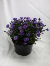 LIVE 9” Potted Floral Arrangement