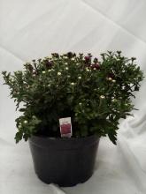 LIVE 9” Potted Floral Arrangement