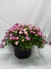 LIVE 9” Potted Floral Arrangement