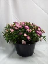 LIVE 9” Potted Floral Arrangement