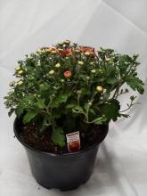 LIVE 9” Potted Floral Arrangement