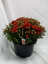 LIVE 9” Potted Floral Arrangement