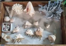 Collection Of Coral & Shells