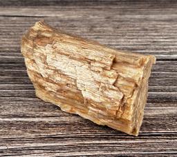 Fossil Petrified Wood