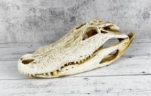 Large Florida Alligator Skull Taxidermy