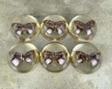 Lucite Acrylic Butterfly Paperweights