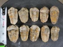 10 Trilobite "Diacalymene" Devonian Era Fossils, From Morocco ROCKS,MINERALS,FOSSILS