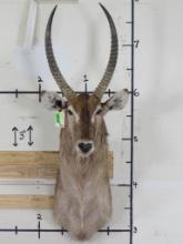 Waterbuck Sh Mt w/Removable Horns TAXIDERMY