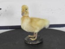 Adorable Lifesize Pekin Duckling (Domestic) on Wood Base TAXIDERMY ODDITIES&CURIOSITIES