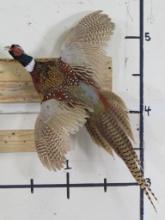 Lifesize Flying Pheasant TAXIDERMY