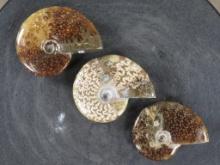 3 Beautifully Polished Whole Sutured Ammonite Fossils from Madagascar ROCKS,MINERALS,FOSSILS