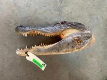 Large Alligator head, 18 inches long x 8 inches wide, all teeth, glass eyes, great taxidermy oddity