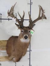 Nice Whitetail Sh Mt w/Repro Antlers and 232 5/8" Spread, #9 Kansas TAXIDERMY