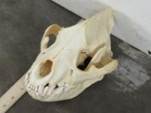 Very Nice Hyena Skull w/All Teeth & Wired Jaw TAXIDERMY