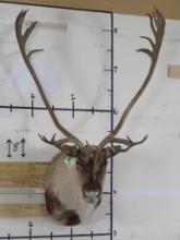 Nice/BIG Caribou Sh Mt w/Double Shovels TAXIDERMY