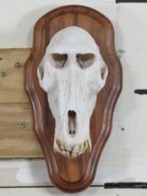 Very Nice/Big Baboon Skull w/All Teeth on Plaque TAXIDERMY