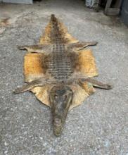 Awesome looking African Nile Crocodile Rug, Complete with head & all feet, almost, 10 Foot = 118 inc