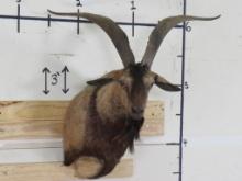 Nice Spanish Goat Sh Mt w/31 1/2" Spread TAXIDERMY