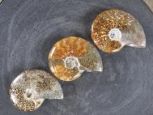 3 Beautifully Polished Whole Sutured Ammonite Fossils from Madagascar ROCKS,MINERALS,FOSSILS