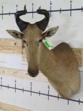 20th Century Lichtenstein's Hartebeest Sh Mt TAXIDERMY