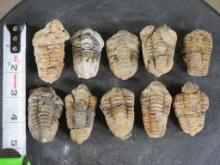 10 Trilobite "Diacalymene" Devonian Era Fossils, From Morocco ROCKS,MINERALS,FOSSILS