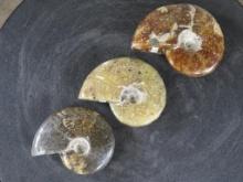 3 Beautifully Polished Whole Sutured Ammonite Fossils from Madagascar ROCKS,MINERALS,FOSSILS