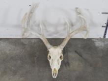 Very Nice 9Pt Whitetail Skull w/All teeth TAXIDERMY