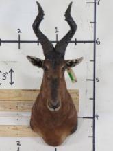 Red Hartebeest Sh Mt TAXIDERMY