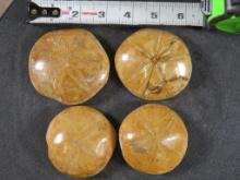 4 Beautifully Polished Sea Urchin/Sand Dollar Fossils from Madagascar ROCKS,MINERALS,FOSSILS