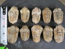 10 Trilobite "Diacalymene" Devonian Era Fossils, From Morocco ROCKS,MINERALS,FOSSILS