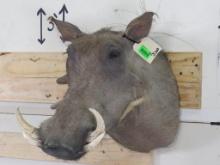 Warthog Sh Mt TAXIDERMY