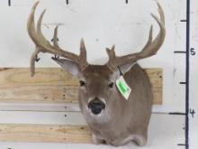 Wide 13 Pt Whitetail Sh Mt w/drop tine TAXIDERMY