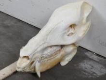 Very Nice/Big Javelina Skull w/All Teeth & Wired Jaw TAXIDERMY