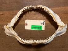 LARGE, set of Shark jaws, getting hard to find. 14 inches wide X 8 inches wide, great natucial taxid