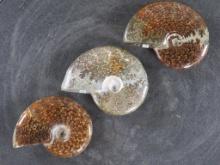 3 Beautifully Polished Whole Sutured Ammonite Fossils from Madagascar ROCKS,MINERALS,FOSSILS