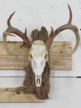 Very Nice 10 Pt Whitetail Skull on Natural Wood w/All Teeth & Brow Tines TAXIDERMY