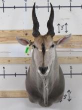 Very Nice Eland Sh Mt TAXIDERMY