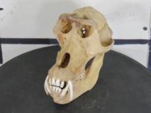 VERY Rarely Seen Gelada Baboon (aka bleeding heart monkey) Skull w/All Teeth TAXIDERMY
