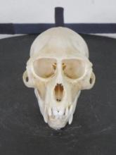 Very Nice Vervet Monkey Skull w/All Teeth TAXIDERMY
