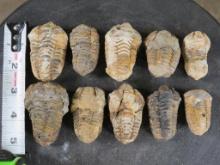 10 Trilobite "Diacalymene" Devonian Era Fossils, From Morocco ROCKS,MINERALS,FOSSILS