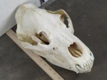 Very Nice XL Brown Bear Skull w/All teeth & Wired Jaw TAXIDERMY