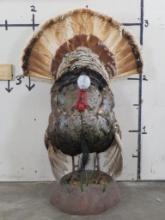Very Nice & Rare Lifesize Strutting Piebald Turkey TAXIDERMY