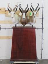 Very Nice/Newer Springbok Pedestal, Mounts are removable & adjustable TAXIDERMY