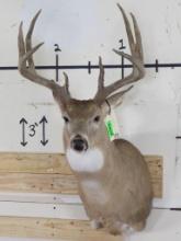 Very Nice/Newer 10pt Whitetail Sh Mt w/19" Spread TAXIDERMY