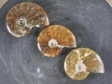 3 Beautifully Polished Whole Sutured Ammonite Fossils from Madagascar ROCKS,MINERALS,FOSSILS