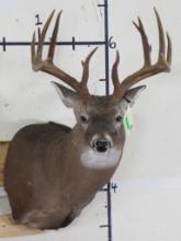 Nice 13 Pt Whitetail Sh Mt w/19 1/2" Spread TAXIDERMY